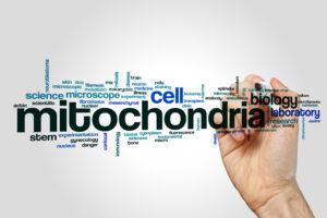 Mitochondria role in chronic fatigue